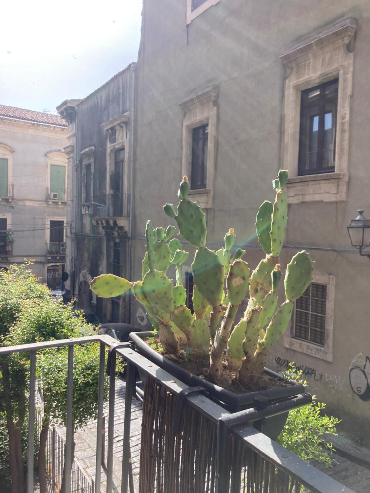 Aita Domus Apartment Catania Luaran gambar